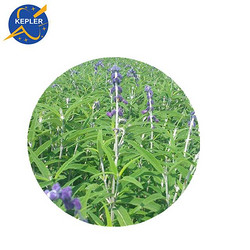 毛喉鞘蕊花提取物