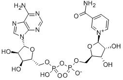 β-氧化型煙酰胺腺嘌呤二核苷酸 NAD+