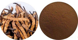 冬蟲夏草提取物Cordyceps Extract Powder