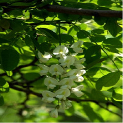 Troxerutin 曲克芦丁
