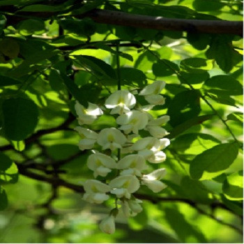 Troxerutin 曲克芦丁