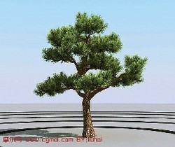 松樹皮提取物