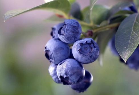 蓝莓提取物