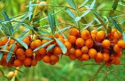 沙棘提取物