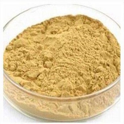 人参叶提取物 10% Halal Panax Ginseng(Leaf)Extract Powder