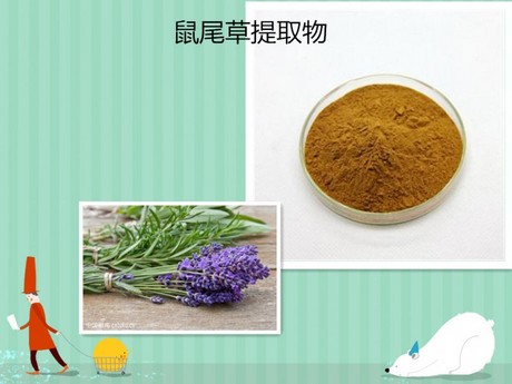 鼠尾草提取物