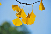 银杏叶提取物 Ginkgo biloba extract