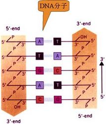 Feed Nucleotides