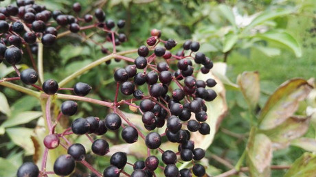 接骨木提取物 Elderberry extract