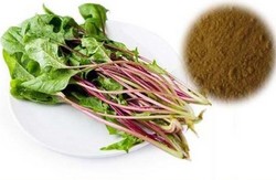 菠菜提取物10:1 植物提取物源头工厂 合健生物