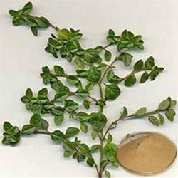 百里香提取物 麝香草提取物 植物提取物工厂 合健生物