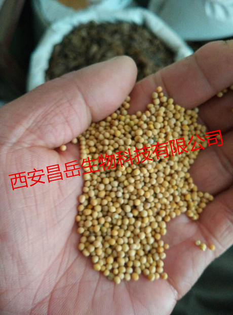 白芥子提取物