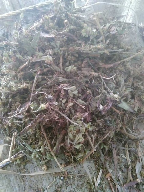 甜叶菊提取物