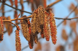 杨树花提取物