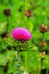 MILK THISTLE EXTRACT