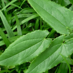 淫羊藿提取物