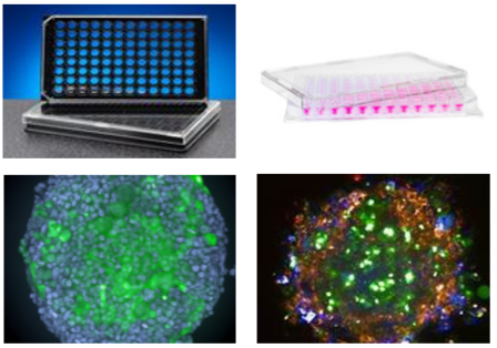 專為3D細胞培養及高內涵成像設計的微孔板