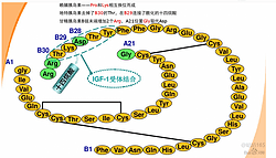 利拉鲁肽（重组）门冬胰岛素  德古胰岛素 人胰岛素  肠激酶