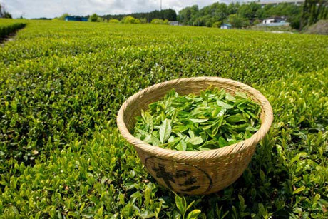 绿茶提取物