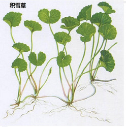 Gotu kola Extract