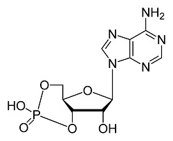 环磷腺苷
