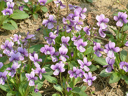 紫花地丁提取物