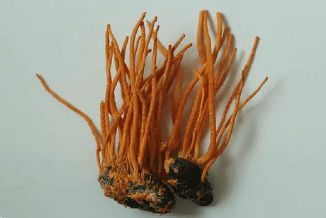 蛹虫草提取物