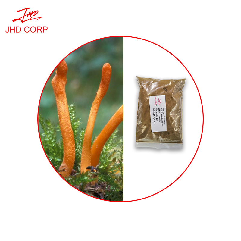 蟲草粉 Cordyceps powder