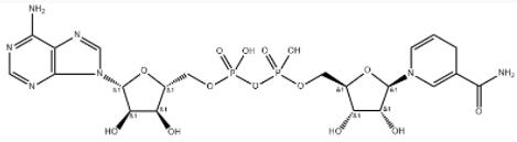 β-NADH