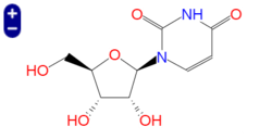 尿苷, Uridine