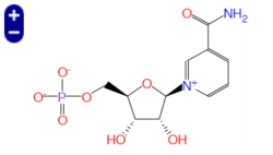 β-烟酰胺单核苷酸， β-Nicotinamide Mononucleotide