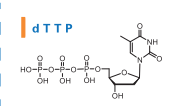 DMT-dC(Ac)-CE亚磷酰胺单体