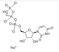 2 ' -脱氧胞苷-5 ' -三磷酸