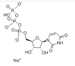 2?'?-脫氧胞苷-5?'?-三磷酸