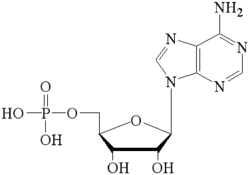 5’单磷酸腺苷