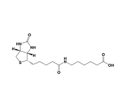 6-生物素氨基己酸