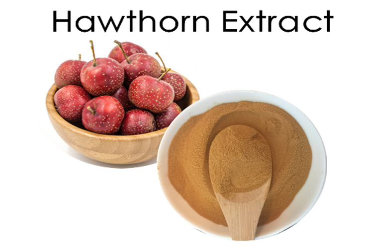 FocusHerb Hawthorn Berry Fruit Extract Powder