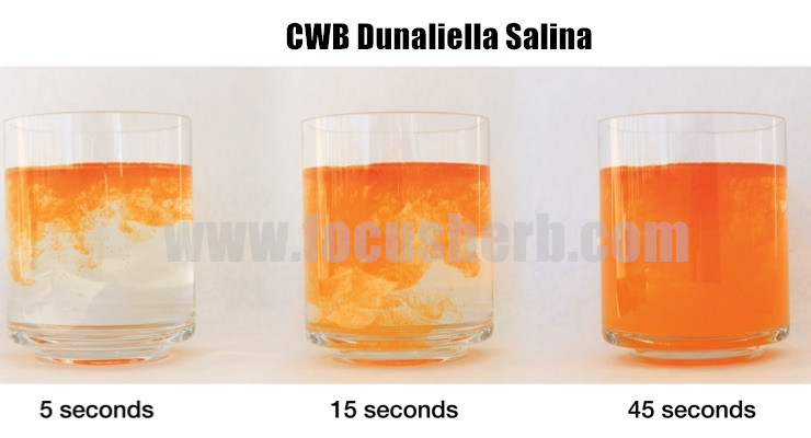 Focus Herb Dunaliella Salina Extract Beta Carotene 3%