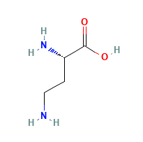 L-2,4-diaminobutyric acid