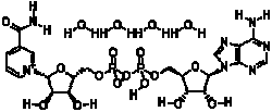 烟酰胺腺嘌呤二核苷酸(NAD)
