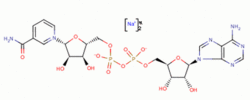 beta-煙酰胺腺嘌呤二核苷二鈉