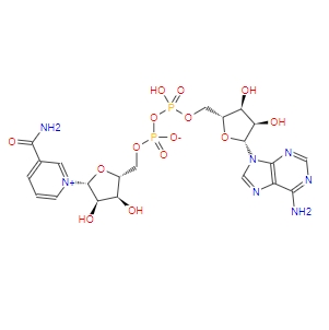 β-烟酰胺腺嘌呤二核苷酸/氧化型辅酶 I/NAD/CAS:53-84-9