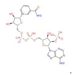 烟酷胺腺漂吟双核苷酸磷酸盐NADP+