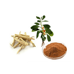 南非醉茄提取物1%-10%醉茄内酯