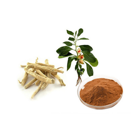 南非醉茄提取物1%-10%醉茄内酯