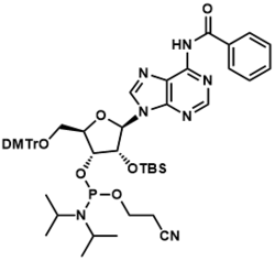 N-苯甲酰基-5’-O-(4,4-二甲氧基三苯甲基)-2’-O-[(叔丁基)二甲基硅基]腺苷-3’-(2-氰基乙基-N,N-二异丙基)亚磷酰胺