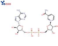 53-84-9 烟酰胺腺嘌呤双核苷酸（NAD）