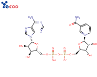 53-84-9 烟酰胺腺嘌呤双核苷酸（NAD）
