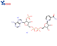 24292-60-2 beta-煙酰胺腺嘌呤二核苷酸磷酸二鈉鹽 （NADP-2Na）