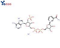 24292-60-2 beta-烟酰胺腺嘌呤二核苷酸磷酸二钠盐 （NADP-2Na）